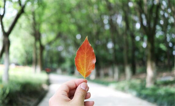 荊州市綠梅園林綠化有限公司